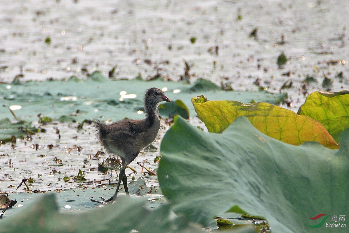 黑水鸡幼鸟