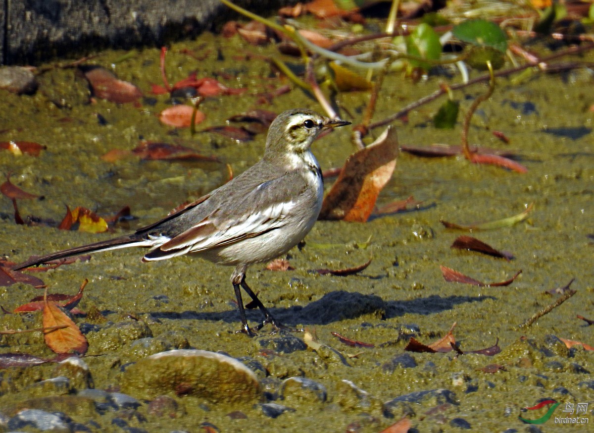 DSCN2323 ����2.jpg