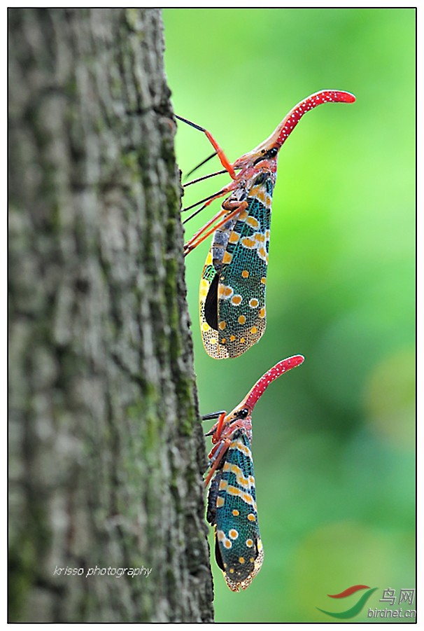 ※ 长鼻蜡蝉 lantern fly ※
