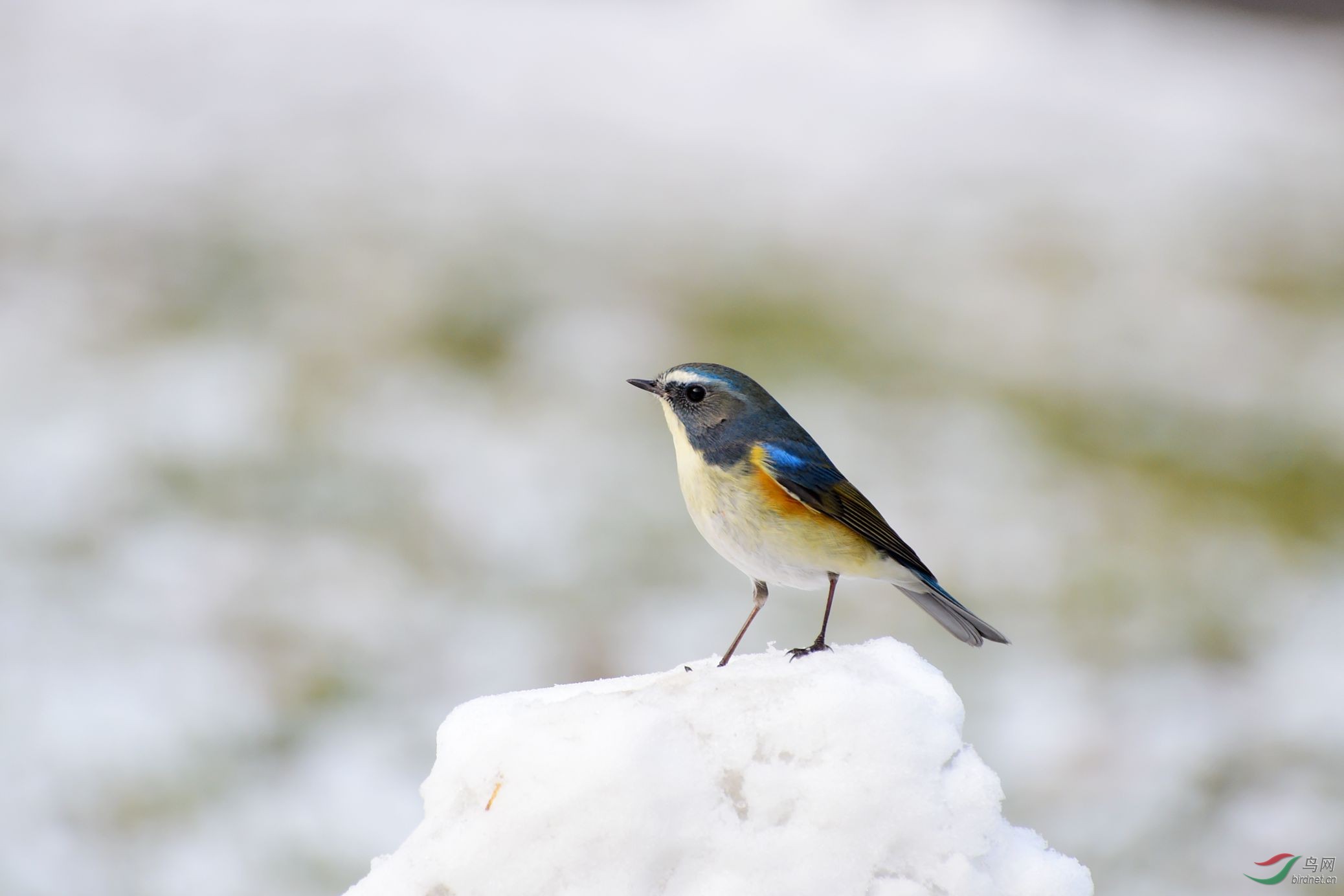雪中红胁