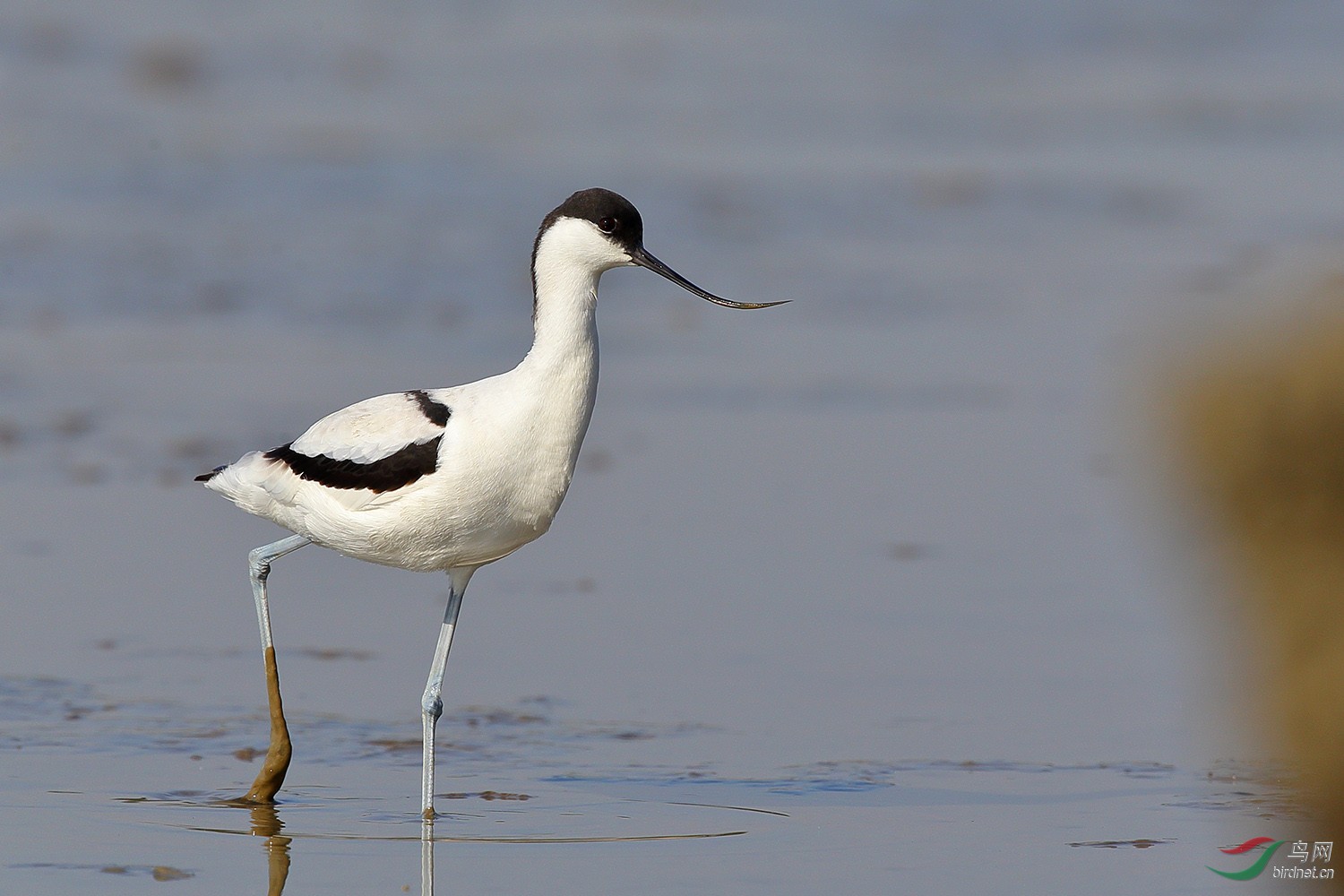 深圳红树林的反嘴鹬
