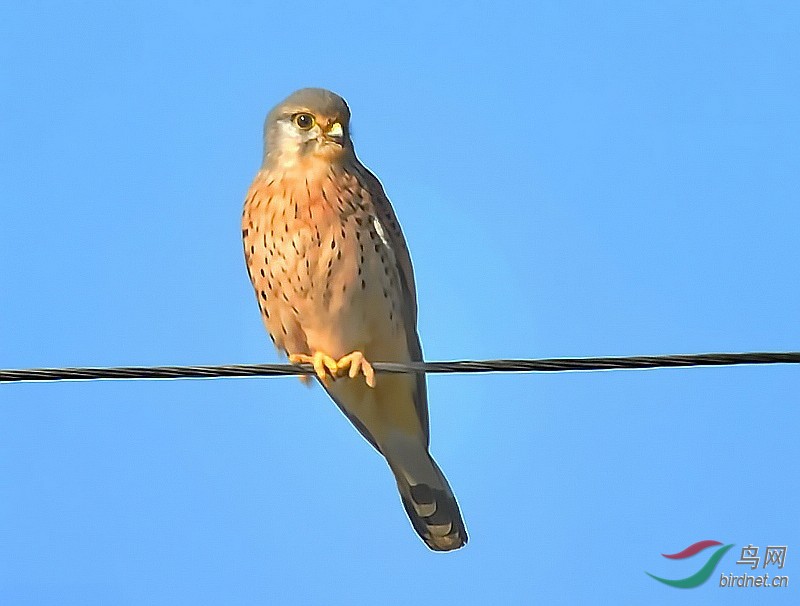 tinnunculus,英文名:common kestrel)别名 茶隼, 红鹰, 黄鹰, 红鹞子