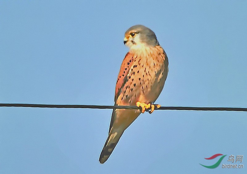 tinnunculus,英文名:common kestrel)别名 茶隼, 红鹰, 黄鹰, 红鹞子