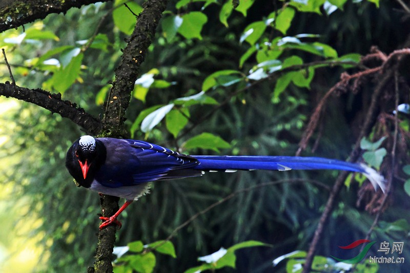 峨眉红嘴蓝鹊