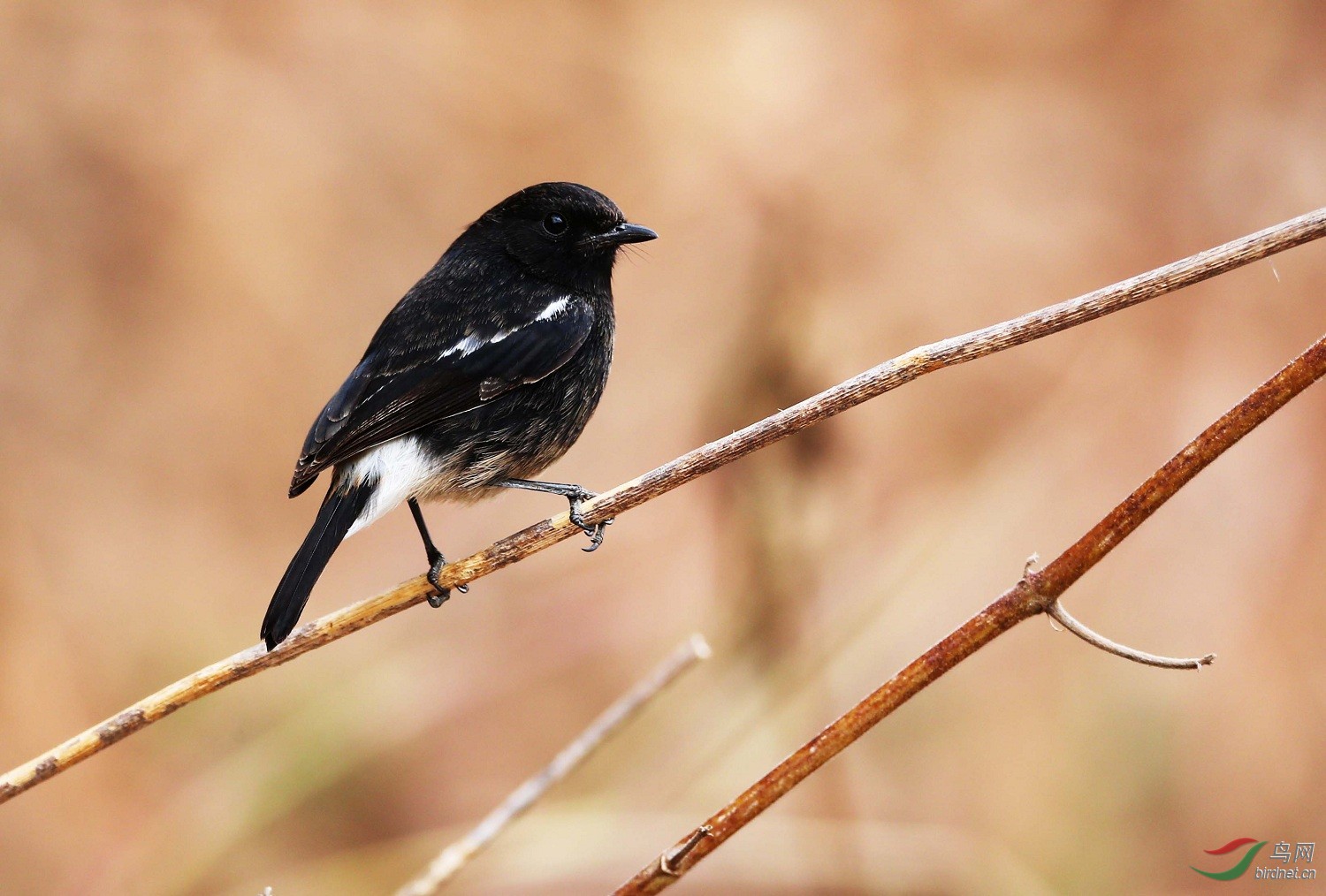 发张旧片-百花岭的白斑黑石鵖