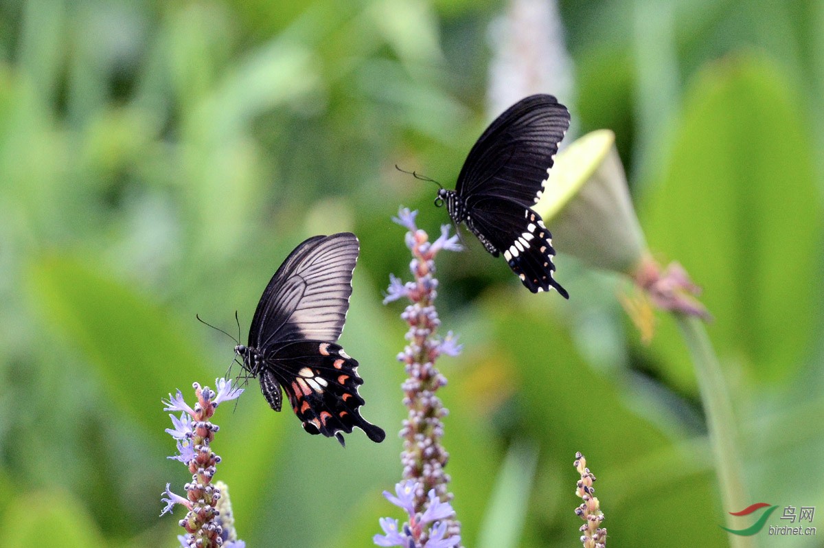 蝶恋花与蝶恋蝶(四)