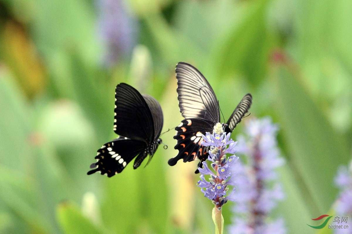 蝶恋花与蝶恋蝶(四)