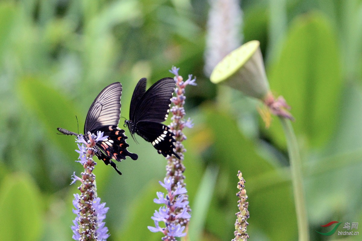 蝶恋花与蝶恋蝶(四)