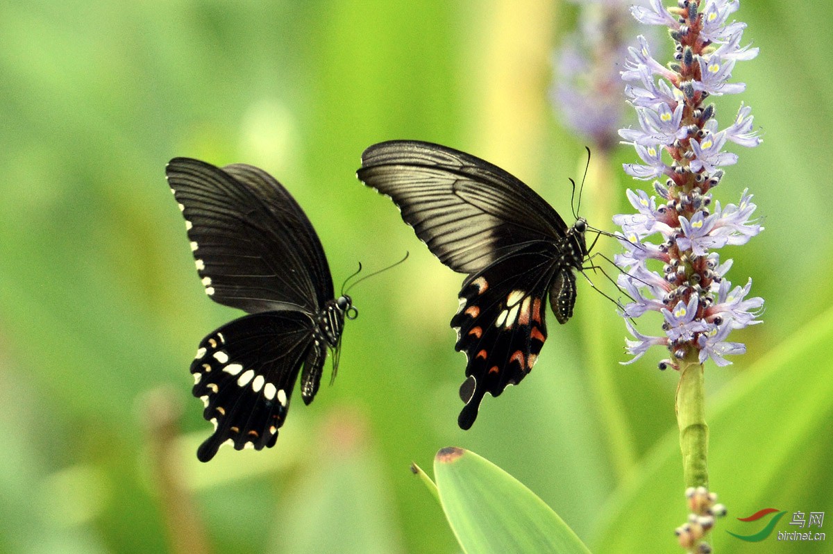 蝶恋花与蝶恋蝶(四)