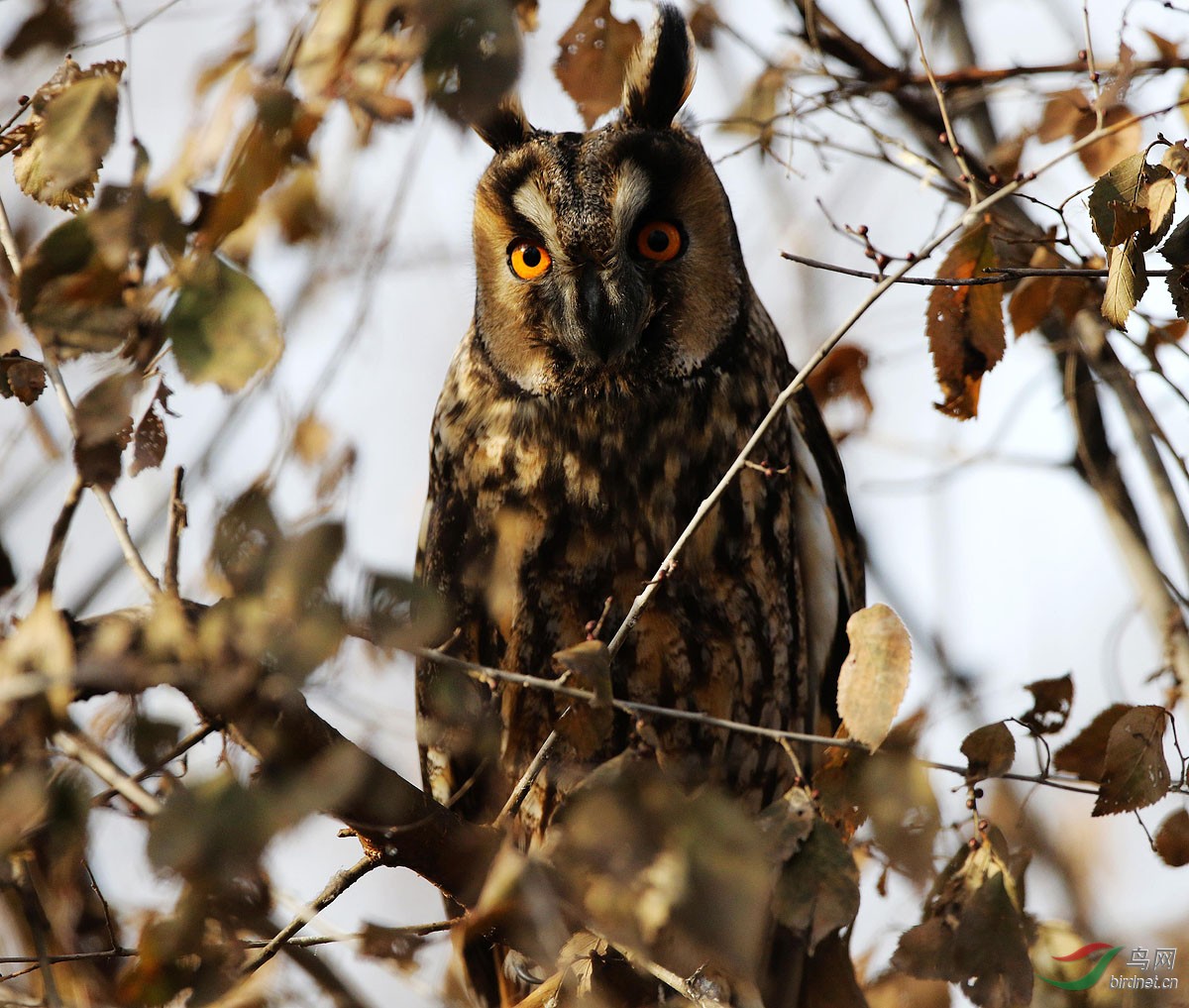 密林深处长耳枭