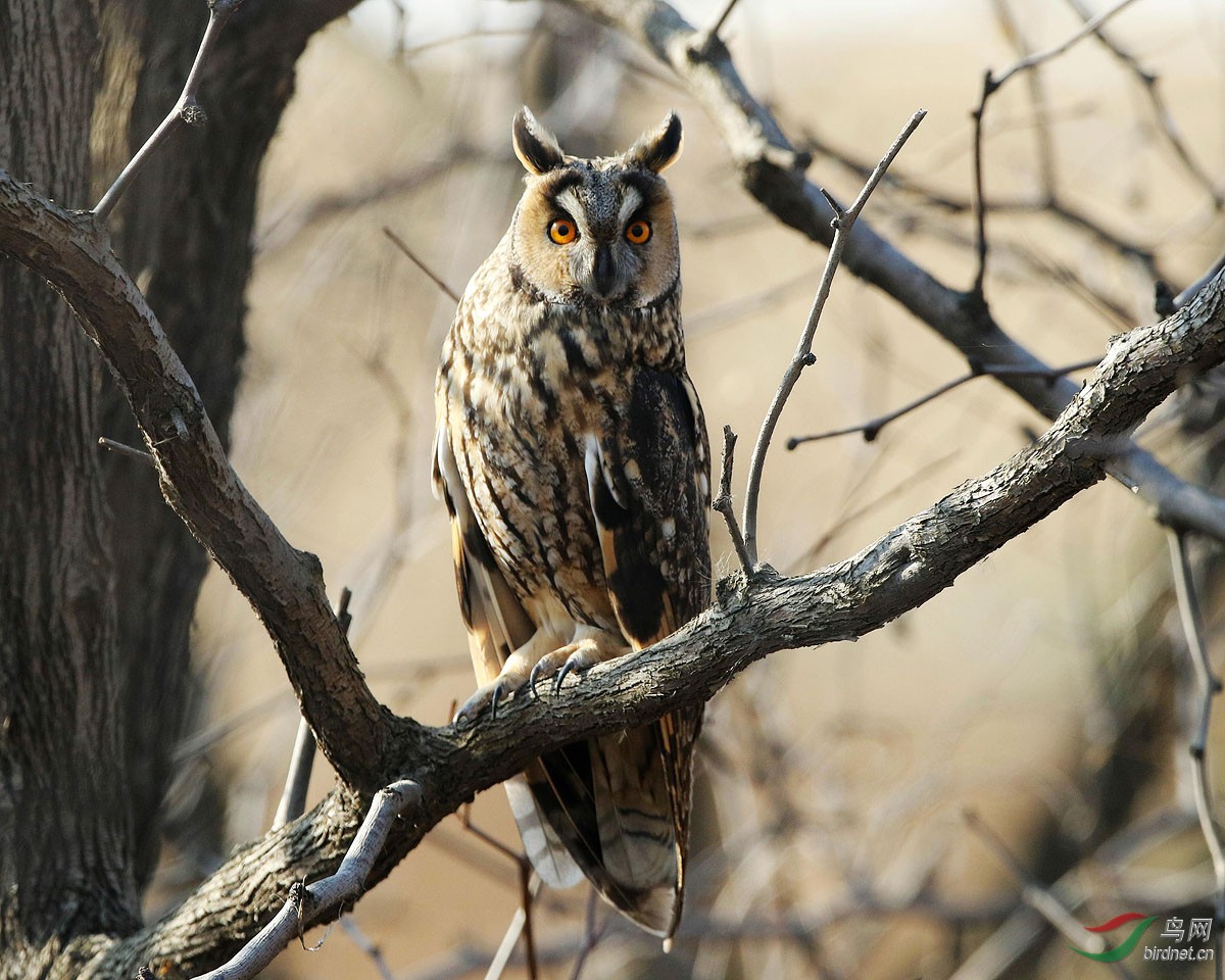 密林深处长耳枭