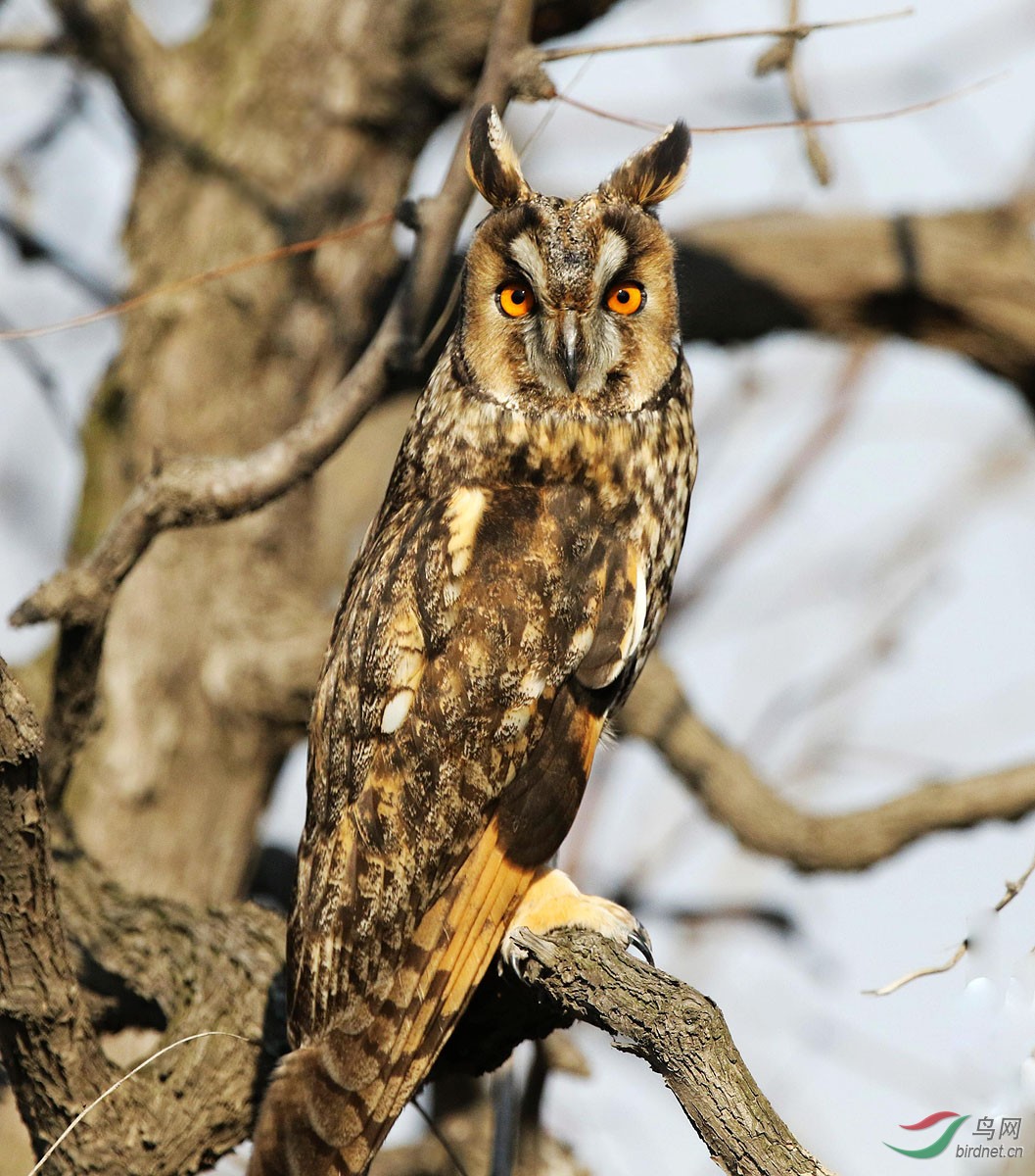 密林深处长耳枭