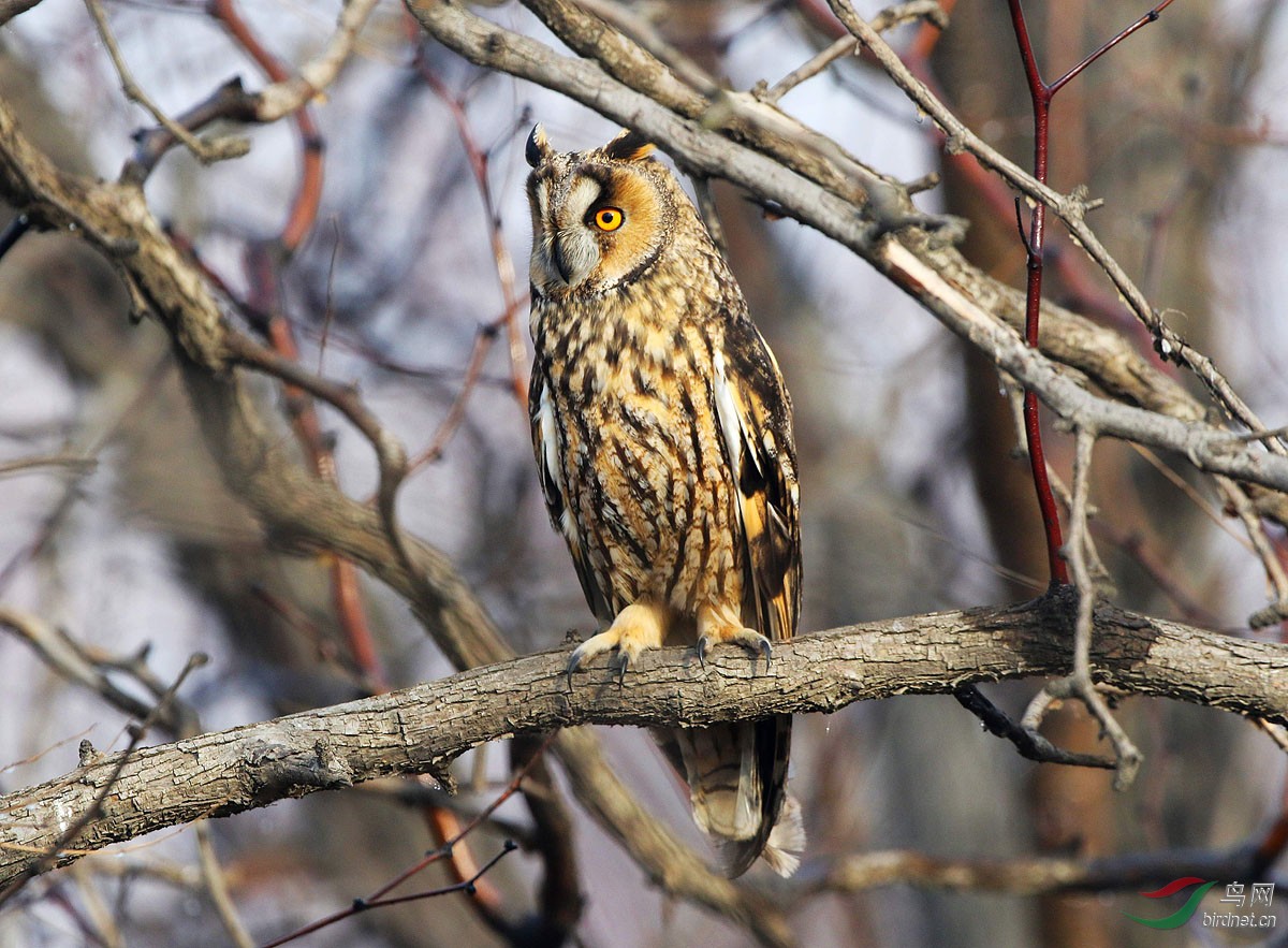 密林深处长耳枭