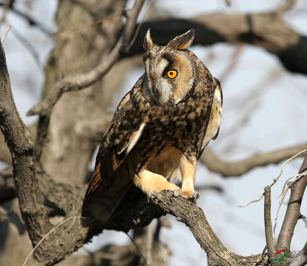 密林深处长耳枭
