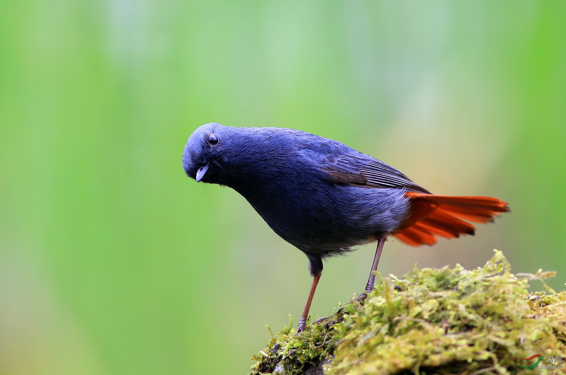 红尾水鸲祝老师们周日快乐!