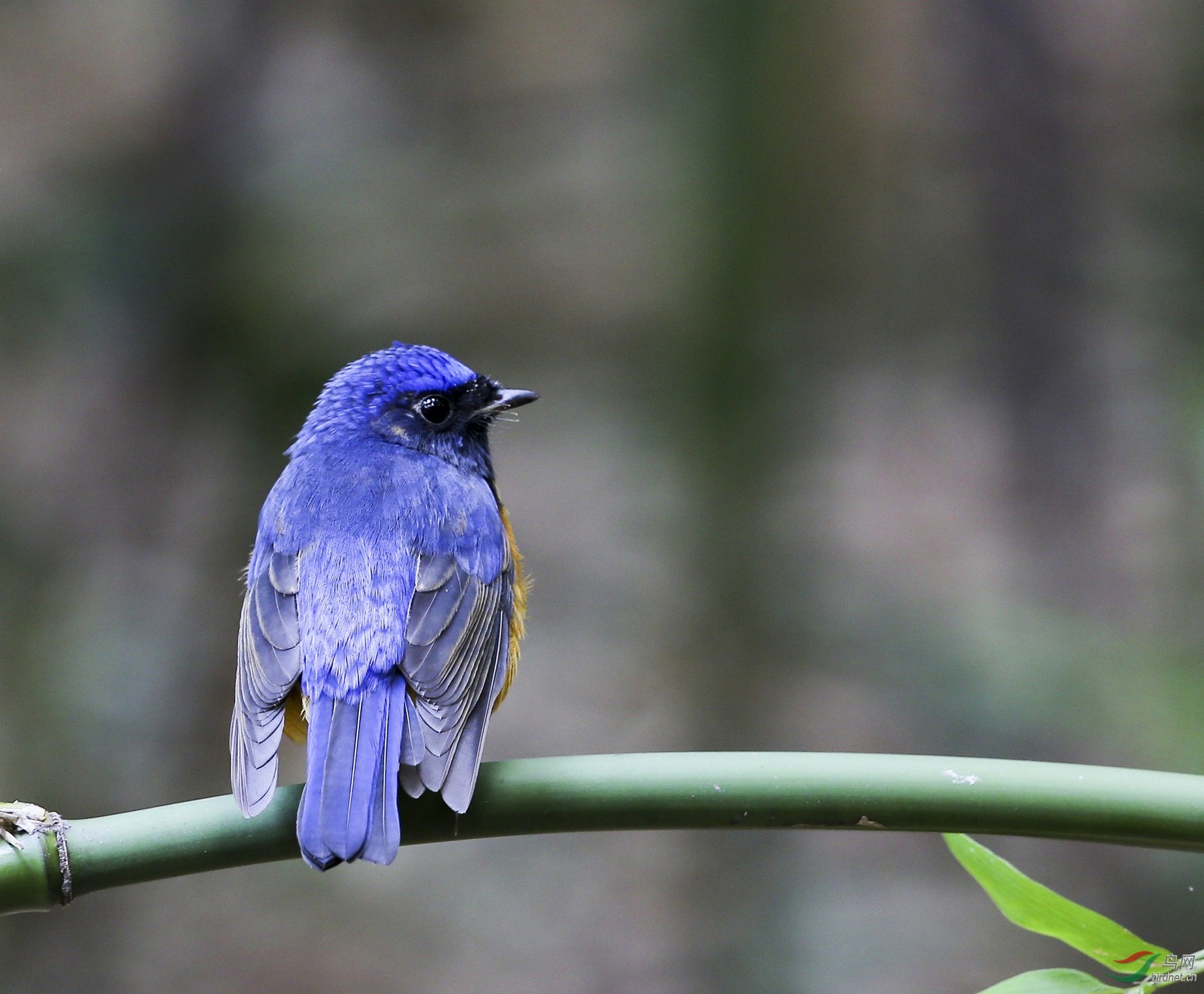 棕腹蓝仙鹟 - 上海版 shanghai 鸟网