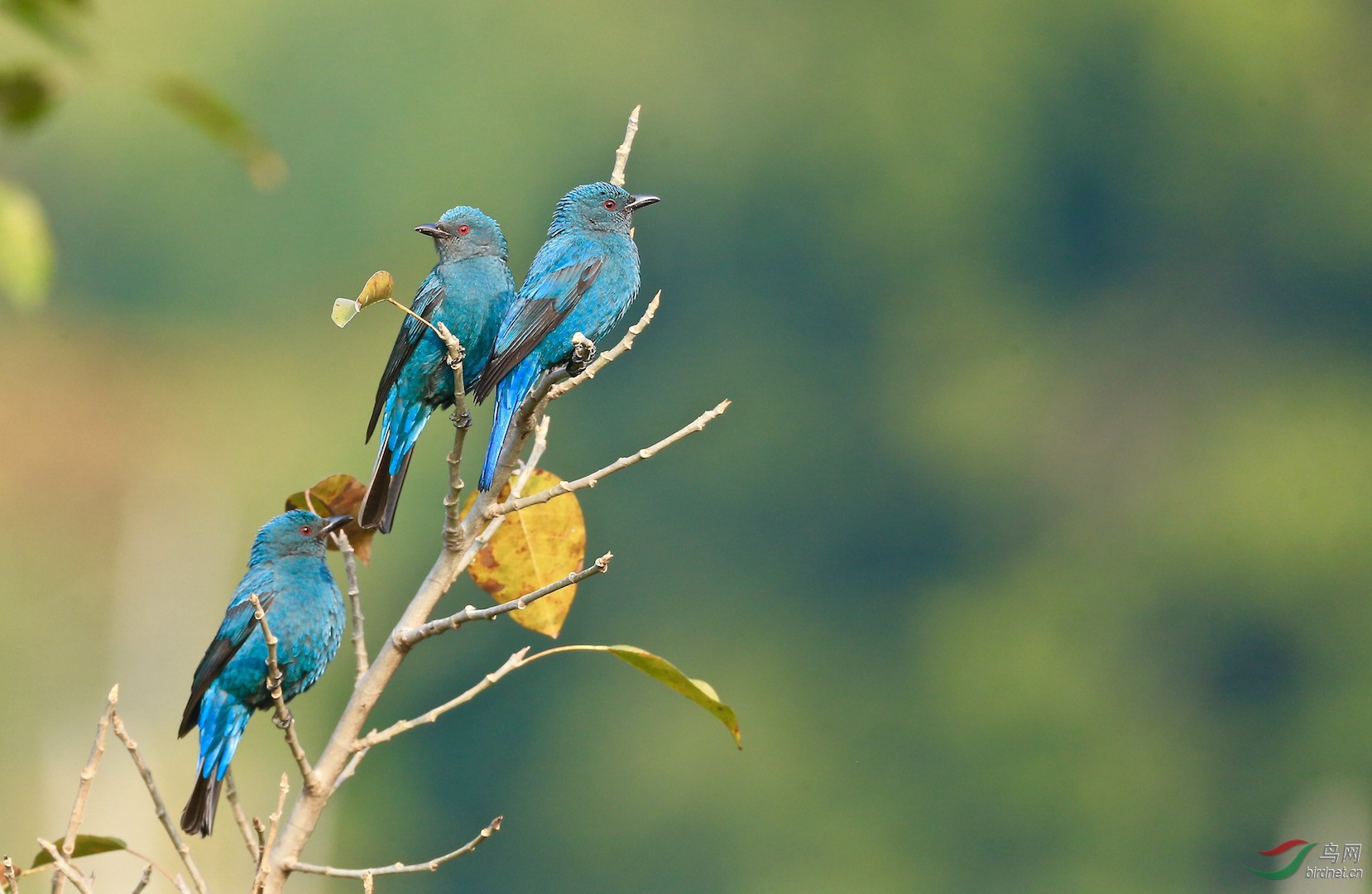 和平鸟祝贺获首页精华