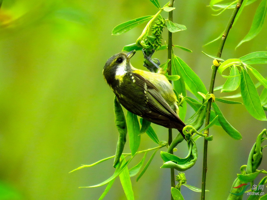 请教鸟名 - 鸟类识别 bird identification 鸟网