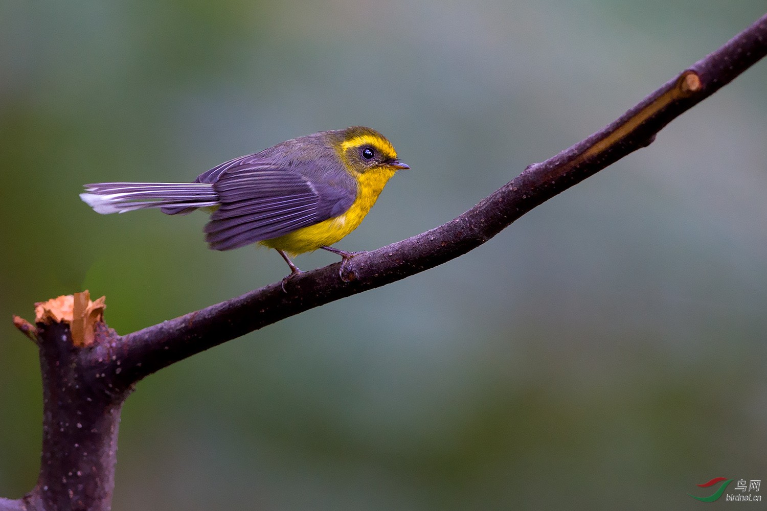 黄腹扇尾鹟