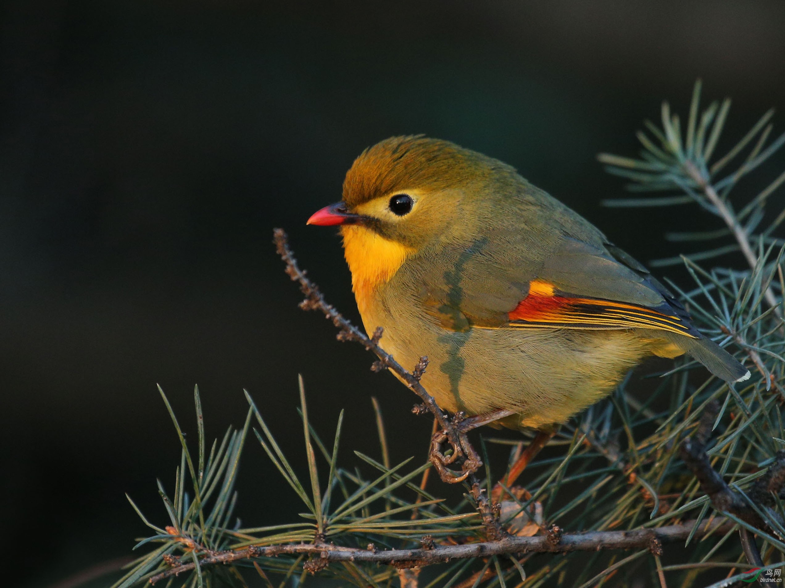 [林鳥] 紅嘴相思雀--板井