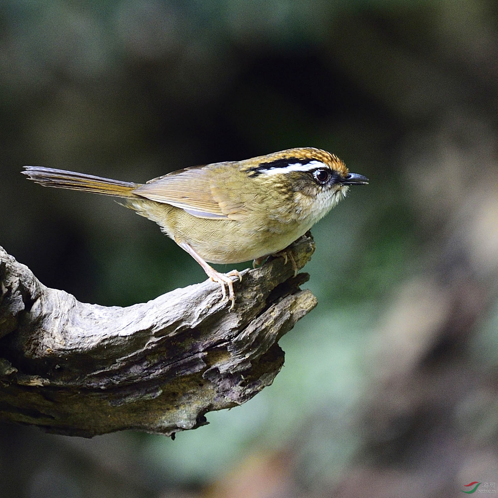 百花岭的回锅肉