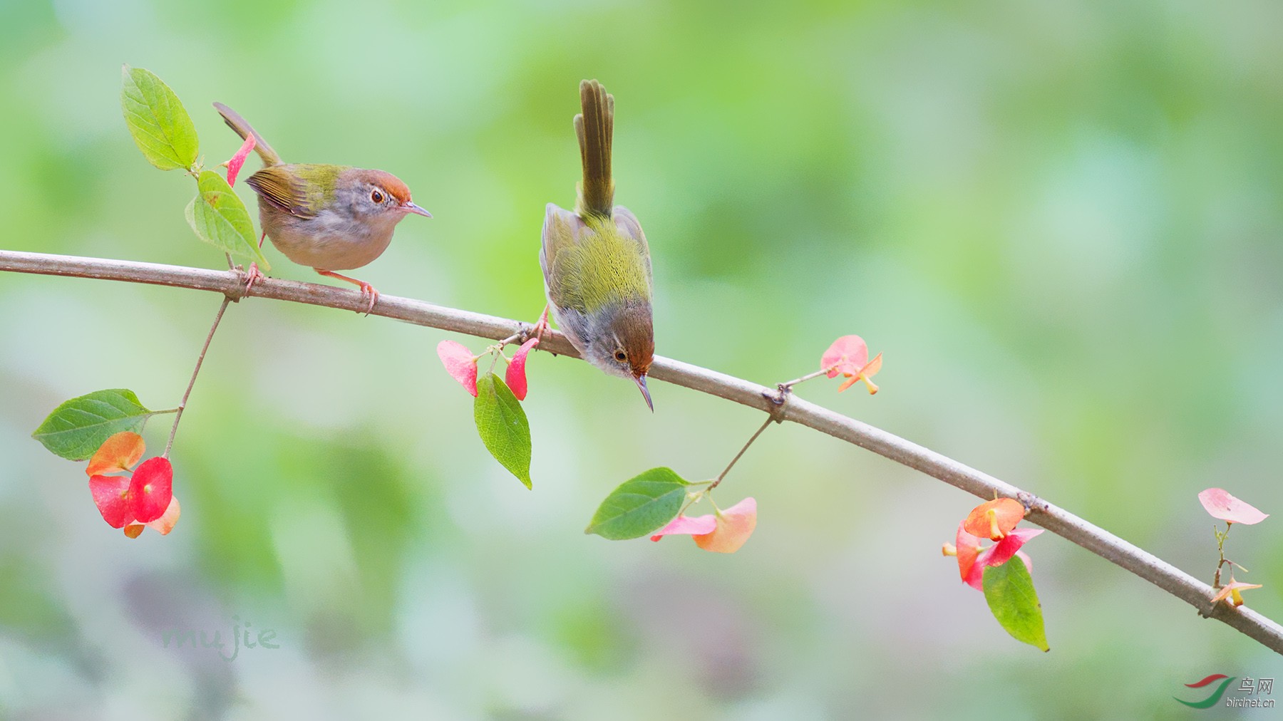 长尾缝叶莺双鸟迎冬至贺获首页精华