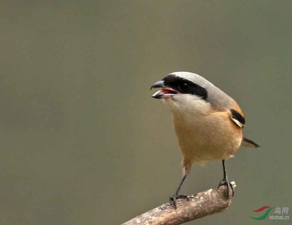 棕背伯劳 - 林鸟版 鸟网