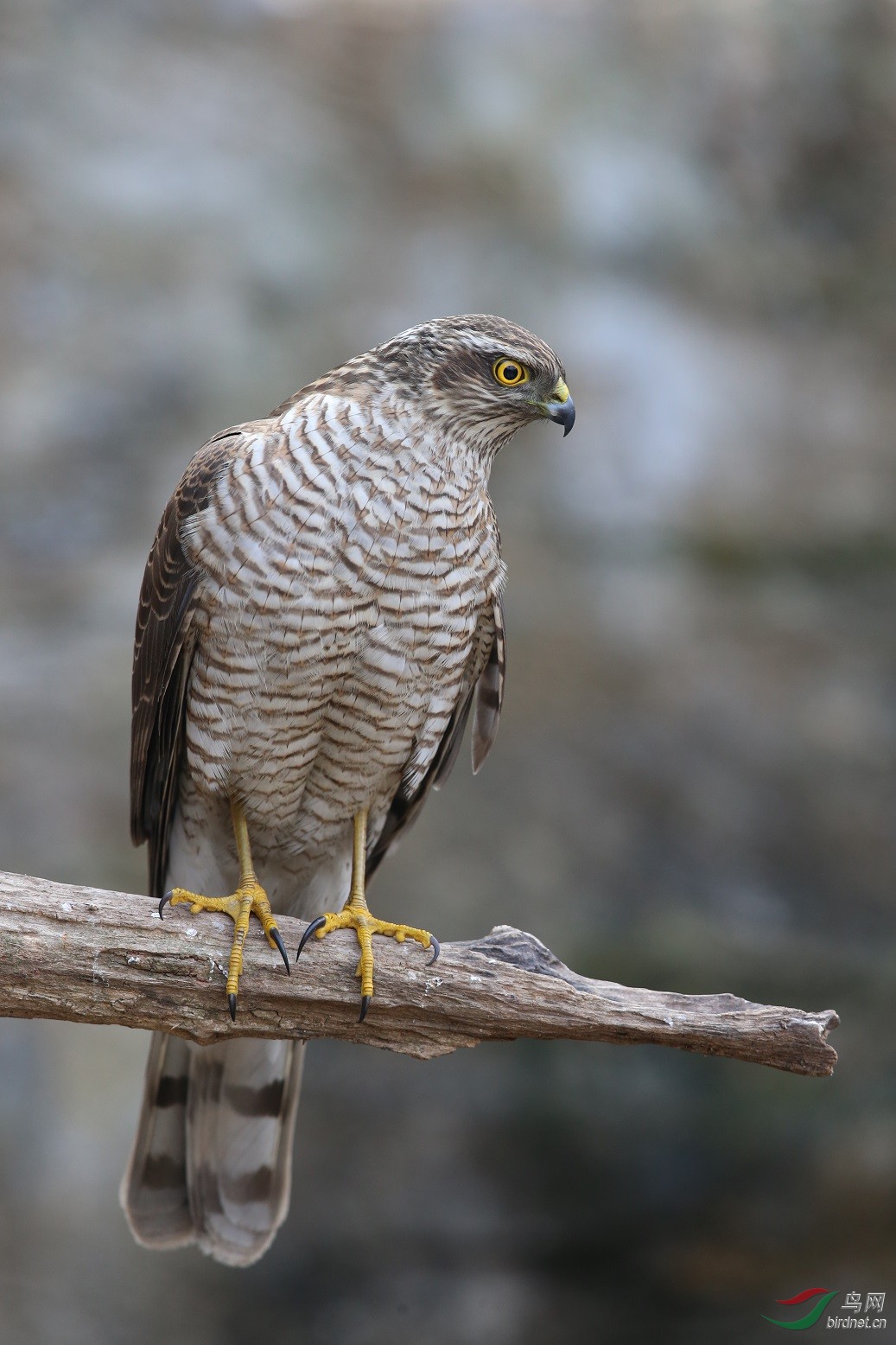 树上,桩上,水上的鹰姿