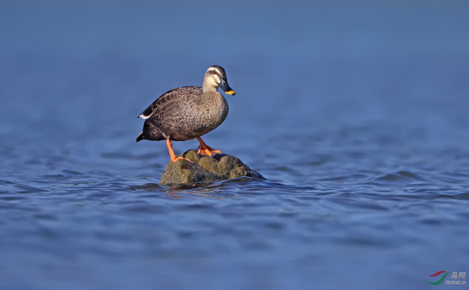 蓝色世界 - 水鸟版 鸟网