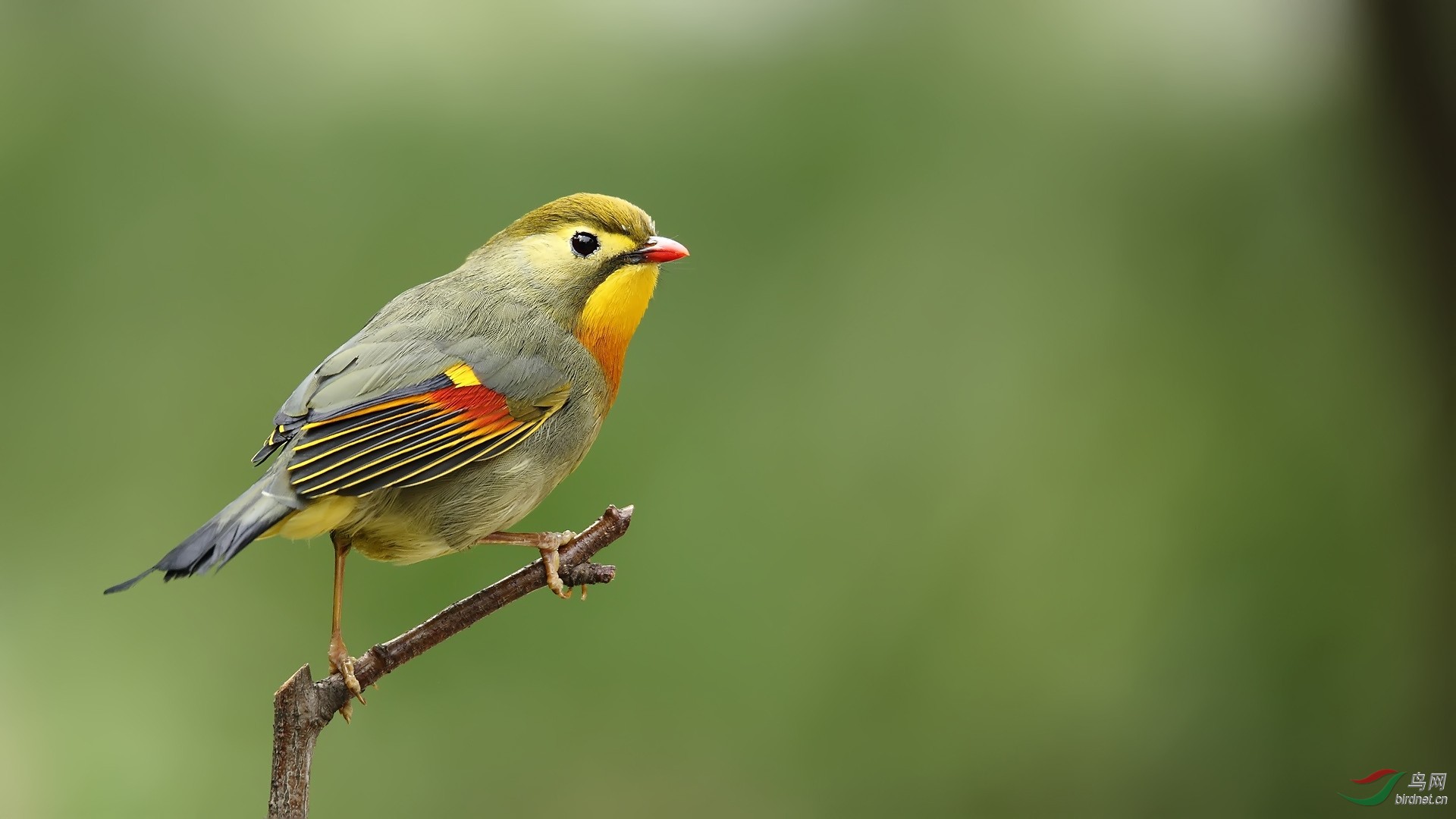 紅嘴相思鳥——再見了,川大.期待明年相會!