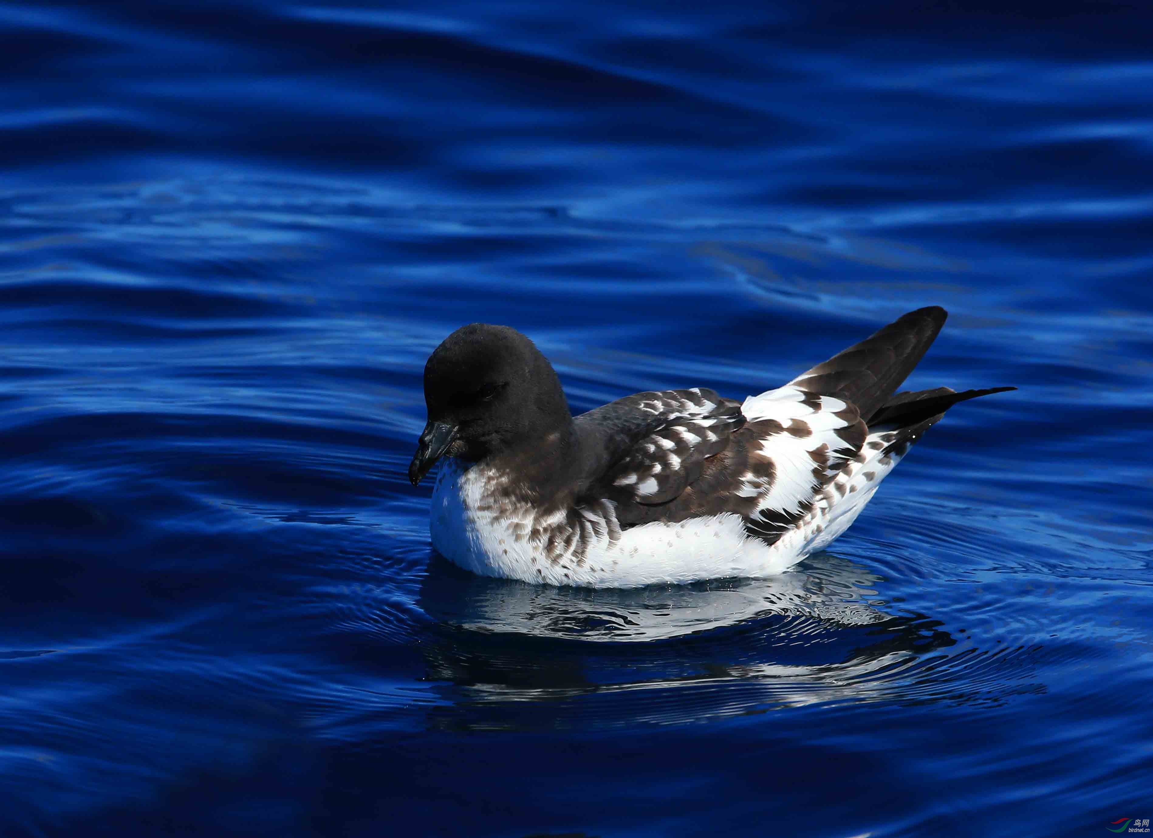 深海中的花斑鹱