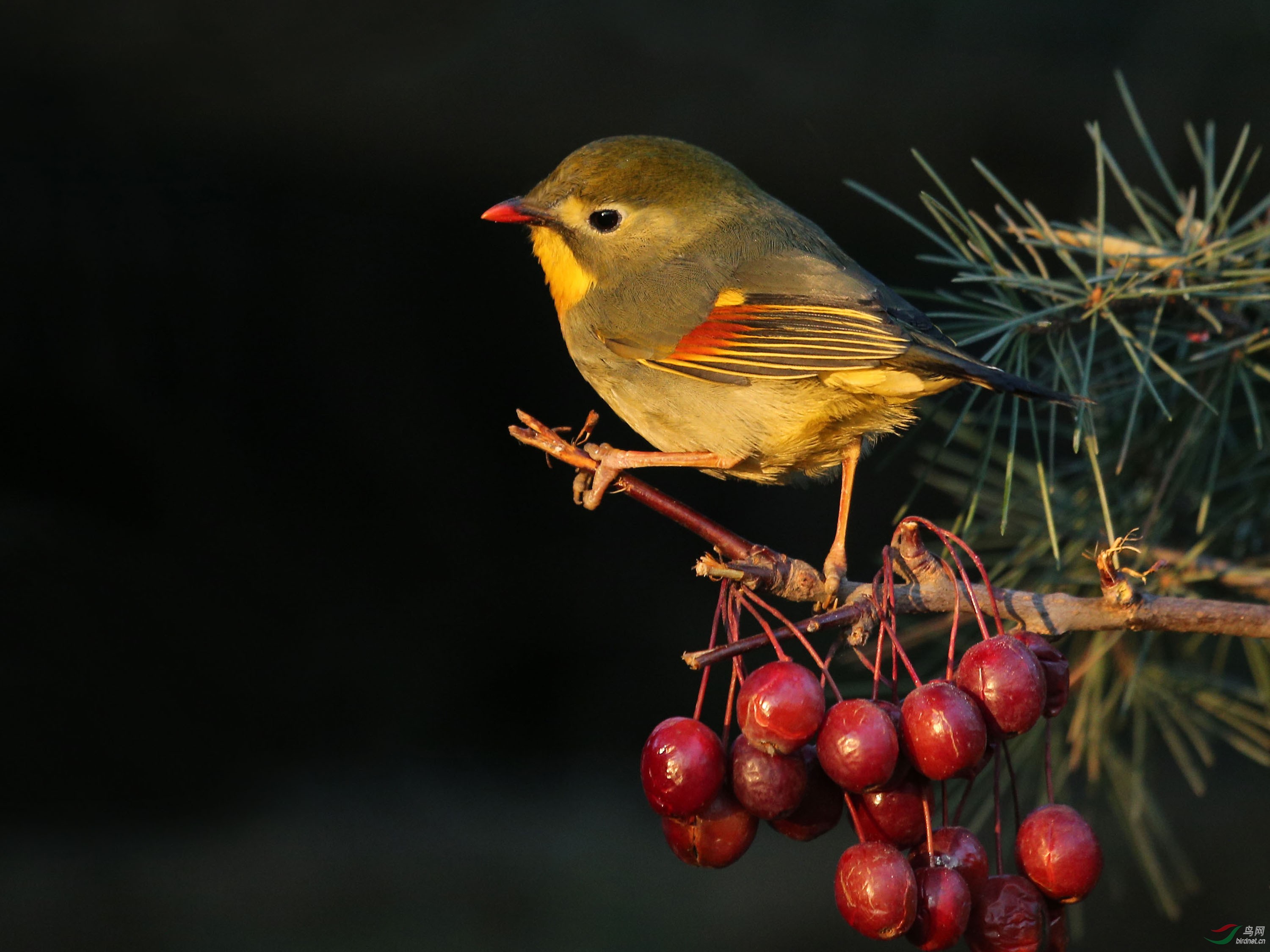 红嘴相思雀--板井