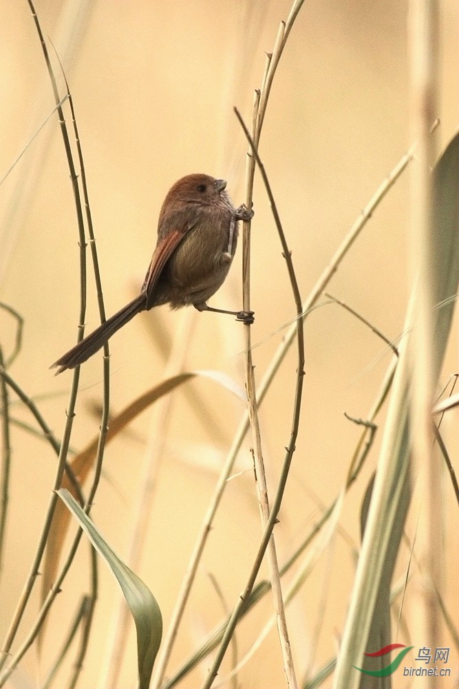 冬日里芦苇上觅食的棕头鸦雀