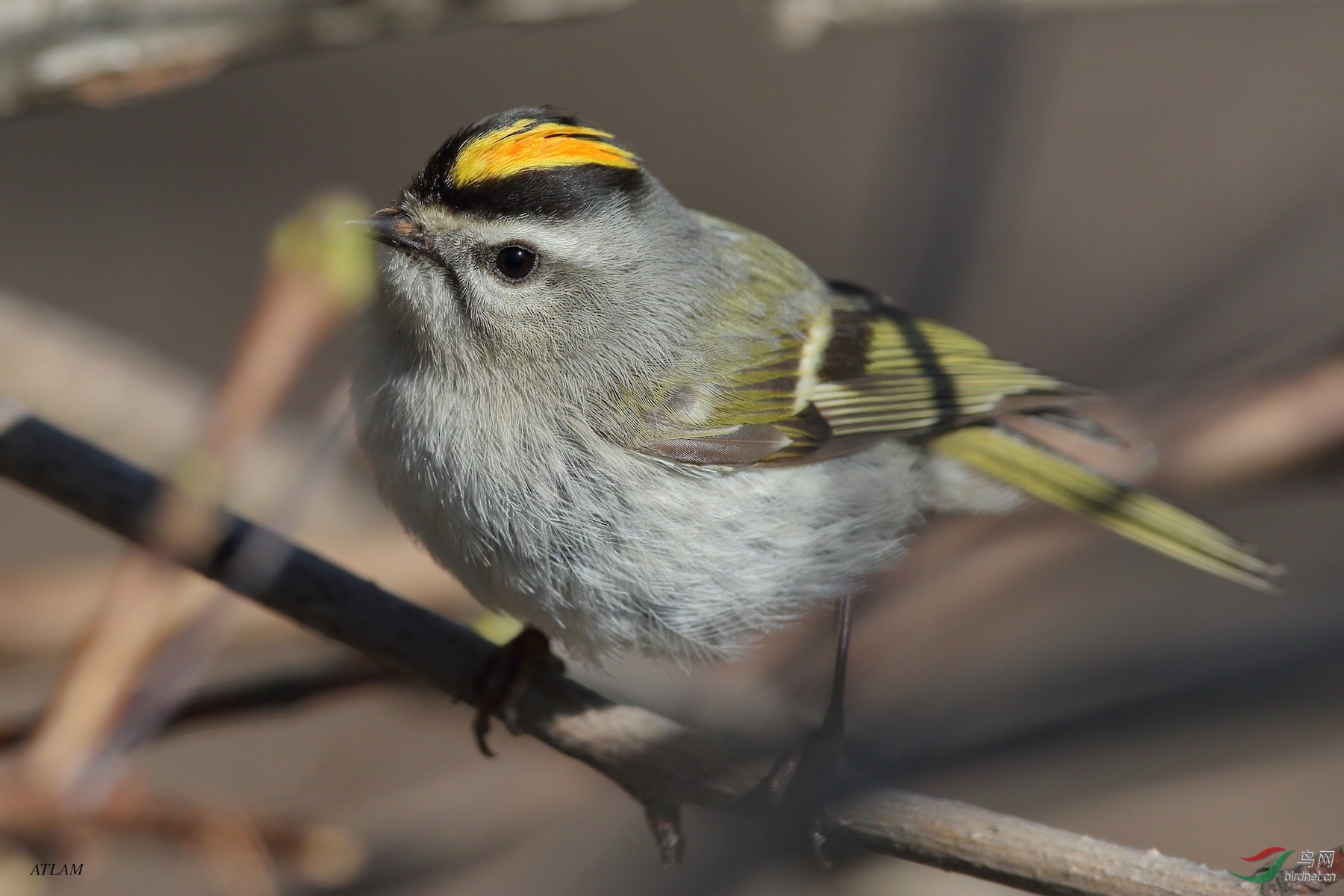 金冠戴菊 (golden-crowned kinglet)