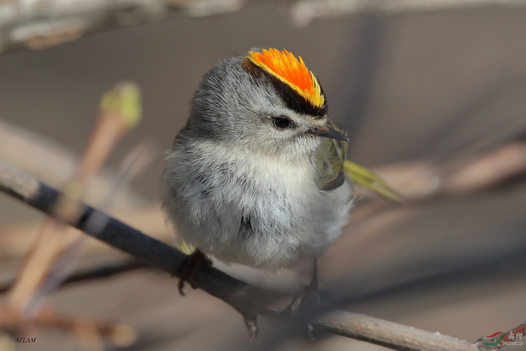金冠戴菊 (golden-crowned kinglet)