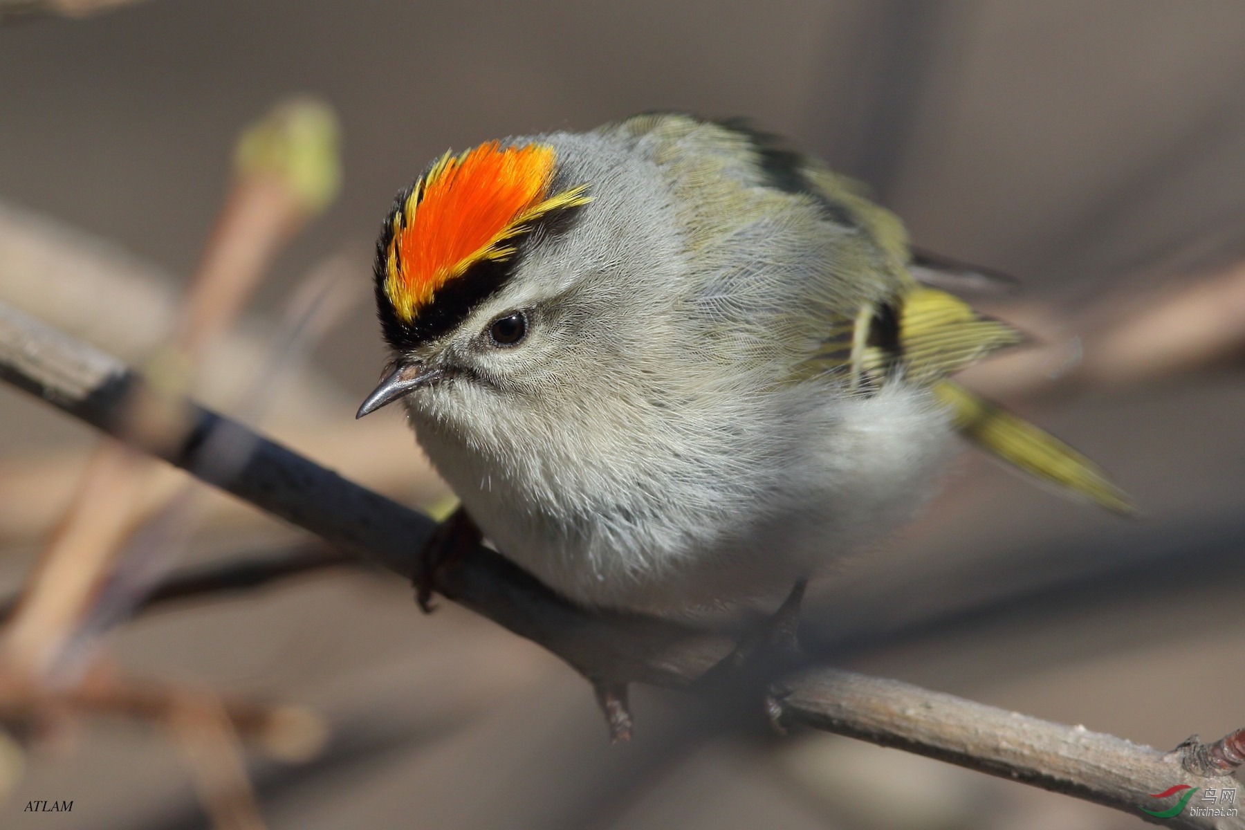 金冠戴菊 (golden-crowned kinglet)