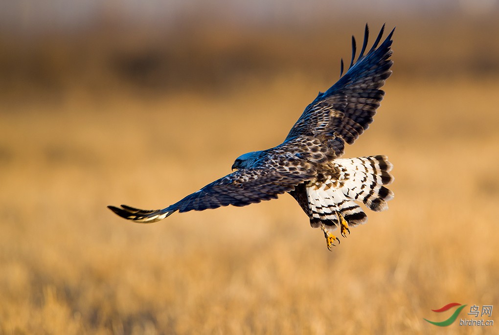 雪白豹.毛脚鵟 - 山东版 shandong 鸟网