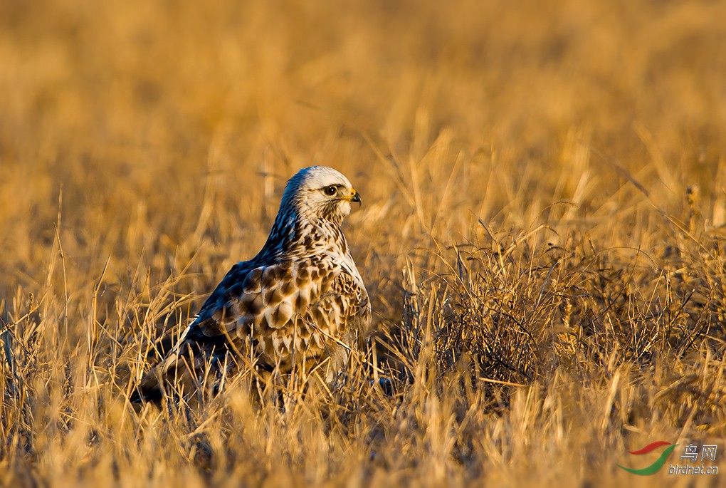 雪白豹.毛脚鵟 - 山东版 shandong 鸟网