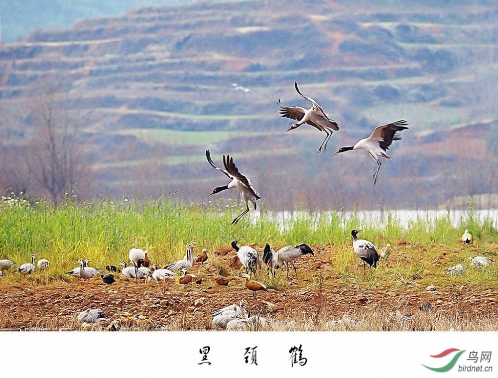 念湖黑颈鹤
