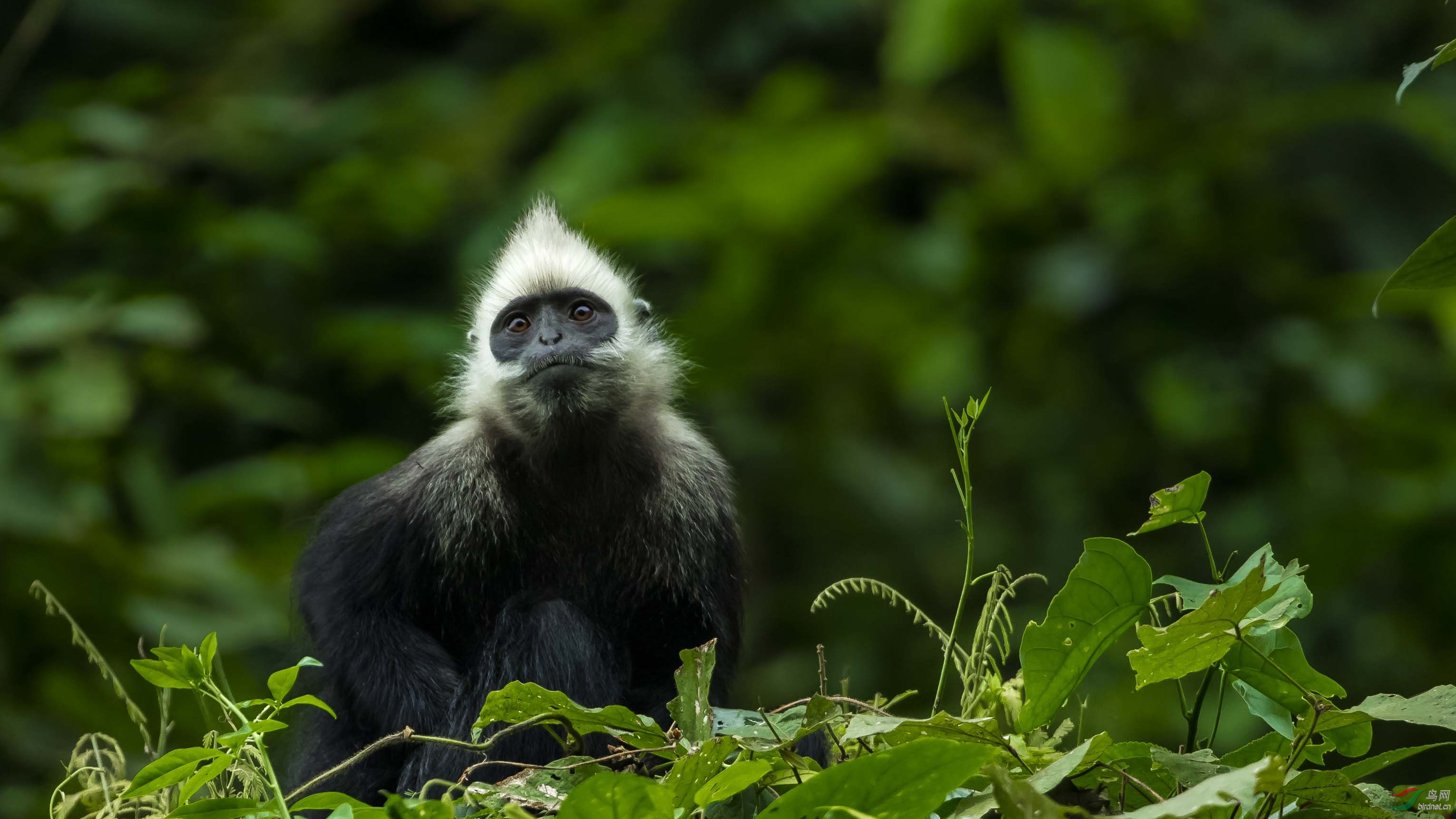 白头叶猴(祝大师们圣诞快乐)