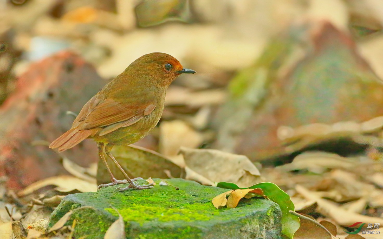 小雀儿 - 四川版 sichuan 鸟网