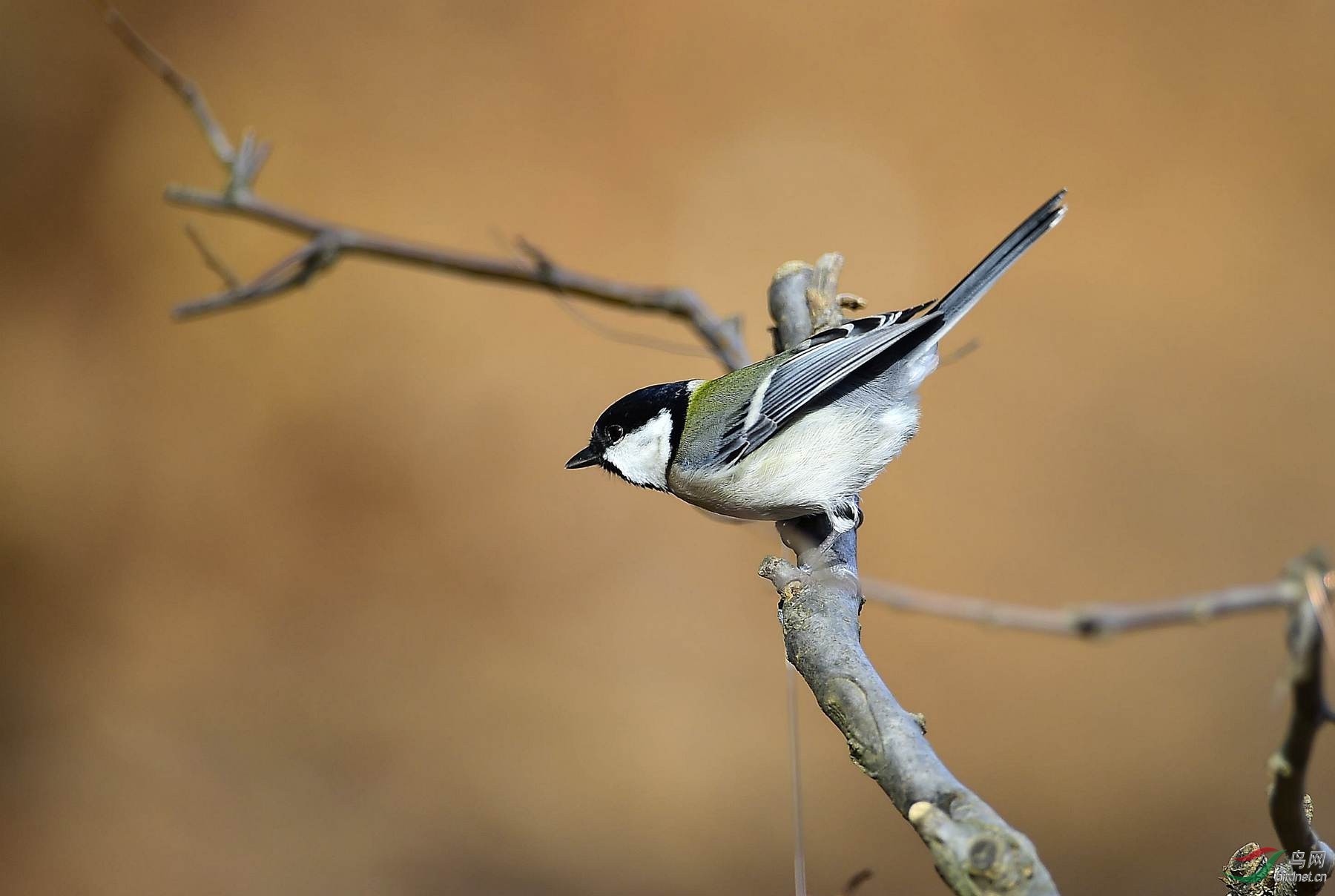 呆头呆脑的大山雀