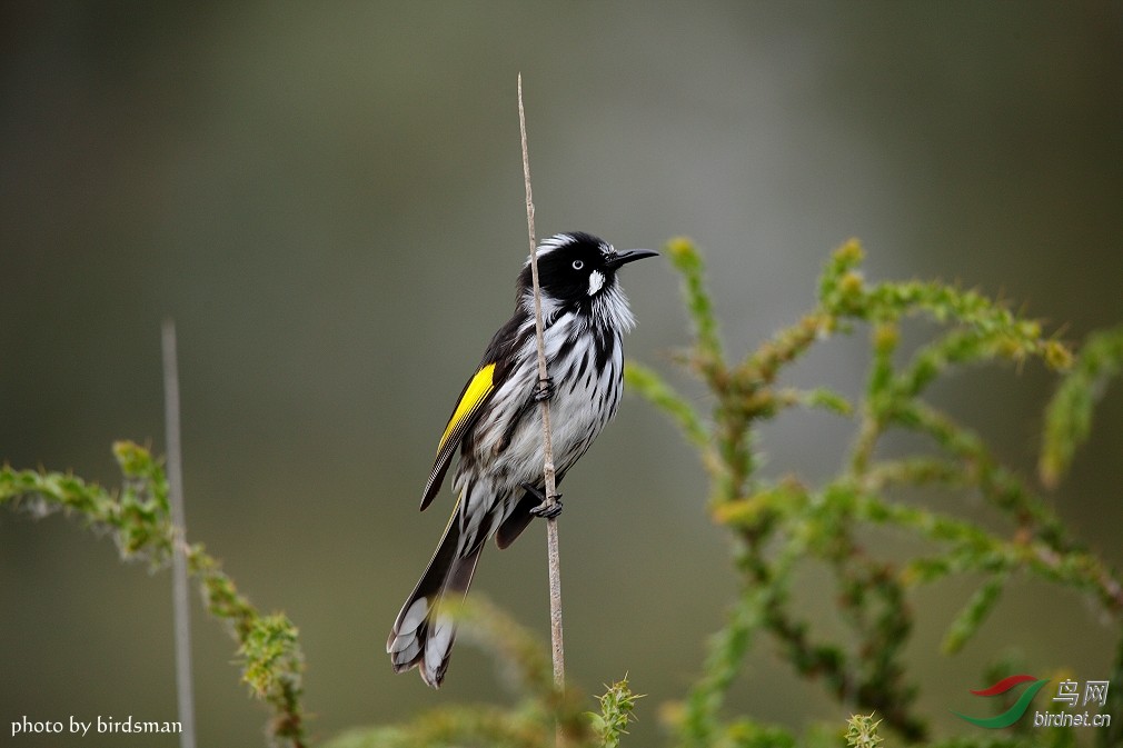 new holland honeyeater 黄翅澳蜜鸟