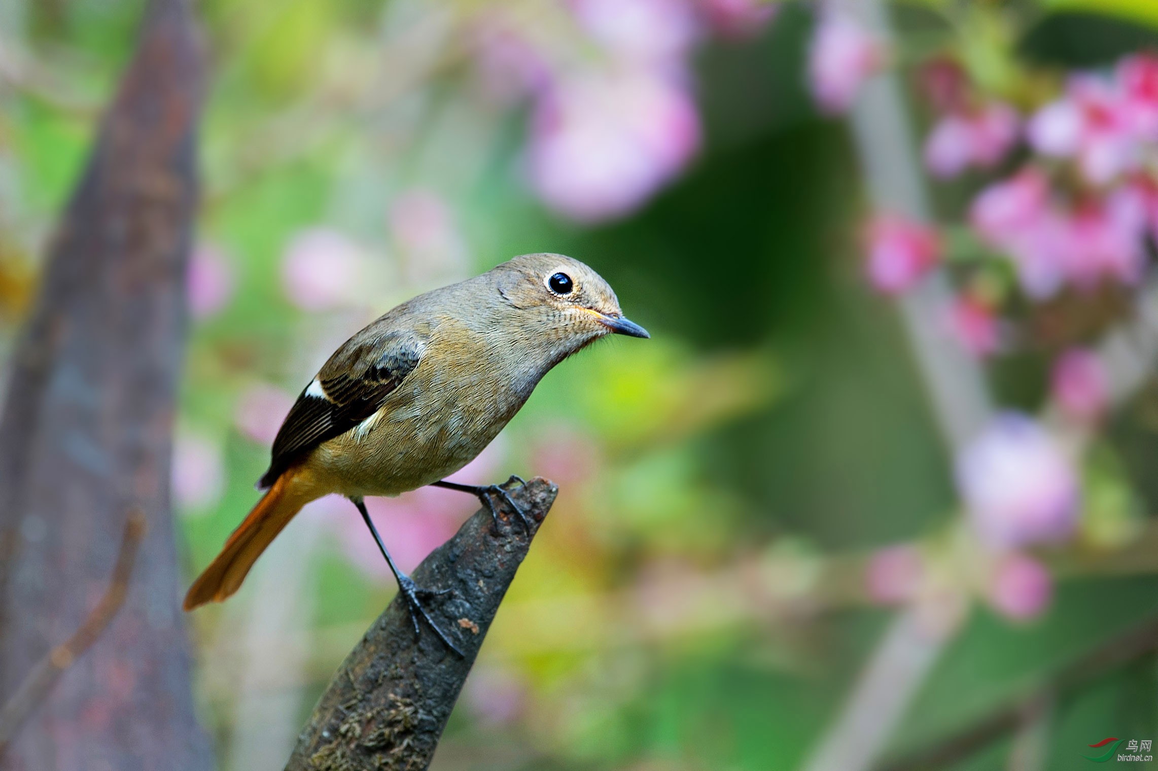 北紅尾鴝雌鳥