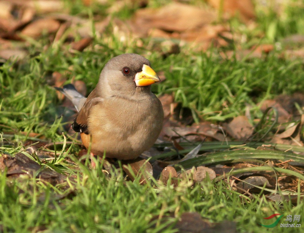 黑尾蠟嘴雀(雌鳥)