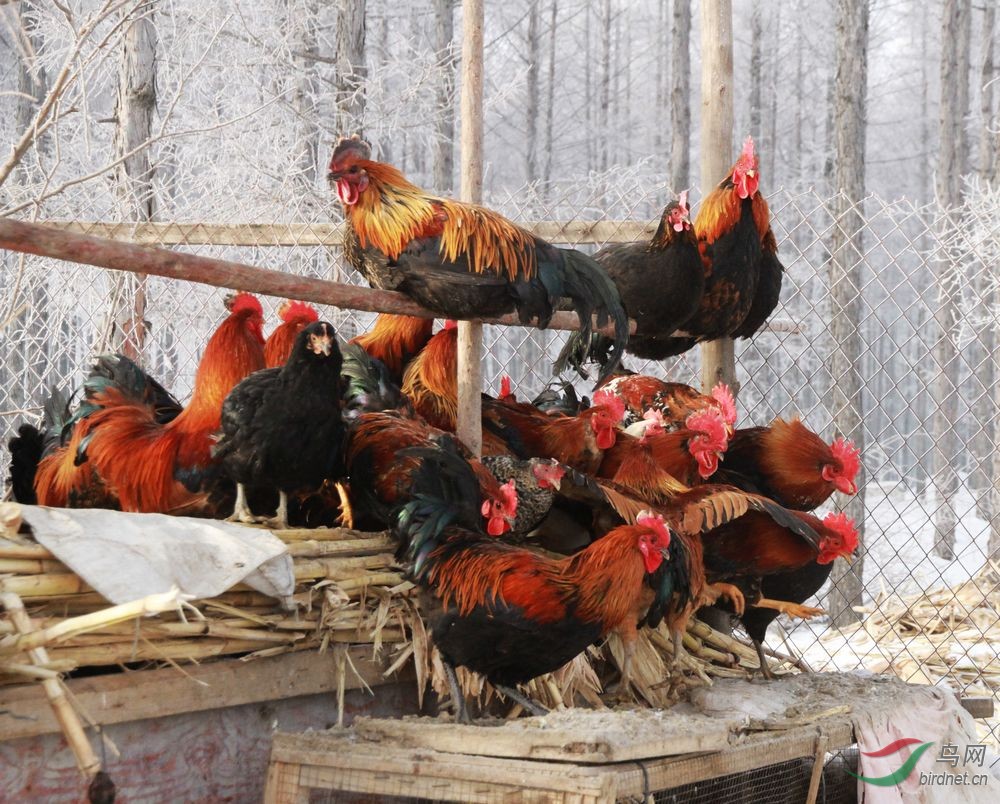 散养公鸡