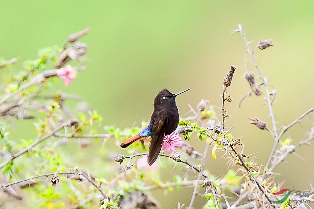 辉腹翠蜂鸟蜂鸟贺图5获首页精华图片