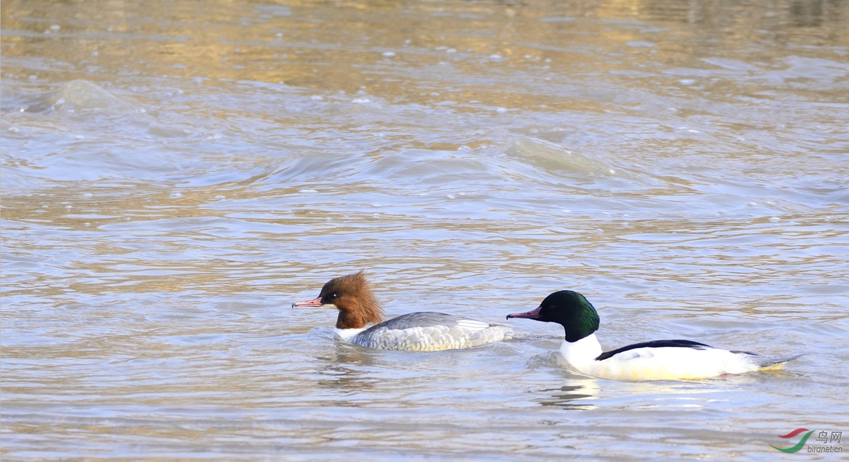 秋莎鸭鸣新年到