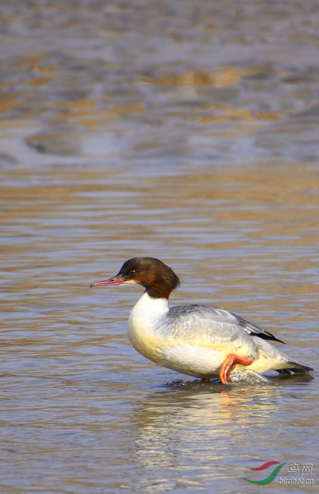 秋莎鸭鸣新年到