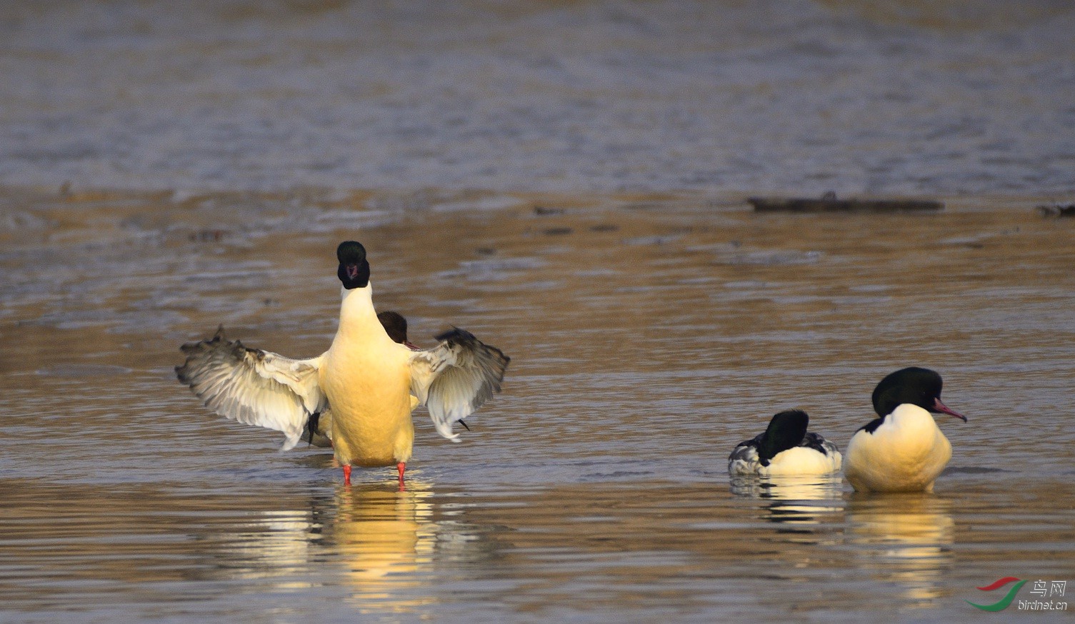 秋莎鸭鸣新年到